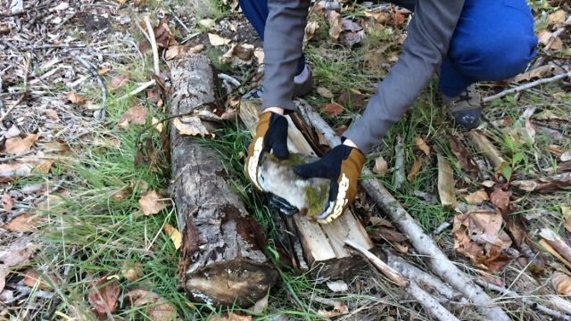 Revenge of the iPhone 4s