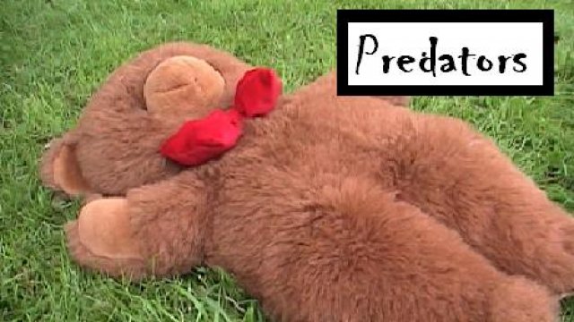 Predators