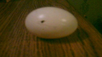 The Last Egg Known To Man