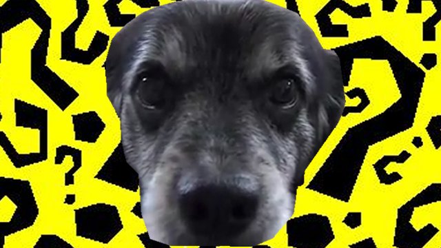 POV: A search for food