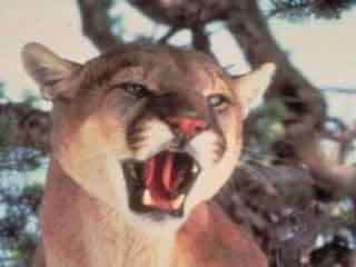 Mountain Lions