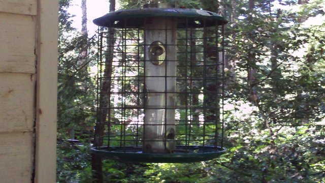 Where Are The Birds?